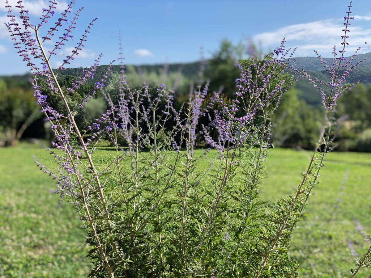 Agriturismo Santa Lorica Sassetta Eksteriør bilde